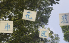 申花医疗效果显著，除阿马杜，其他球员快速恢复。