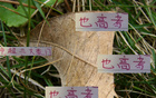 中超豪门6月7日战，海港进球7粒领跑